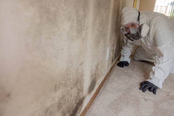 Biohazard Mold Removal in Palm Beach, FL